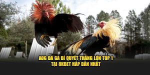 AOG Đá Gà Bí Quyết Thắng Lớn Top 1 Tại 8KBET Hấp Dẫn Nhất