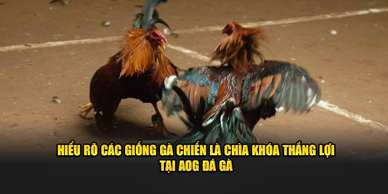 Hiểu rõ các giống kê chiến là chìa khóa thắng lợi tại AOG đá gà