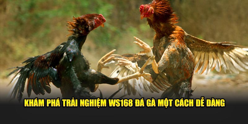 Khám phá trải nghiệm WS168 đá gà một cách dễ dàng