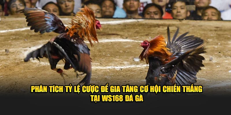 Phân tích tỷ lệ cược để gia tăng cơ hội chiến thắng tại WS168 đá gà