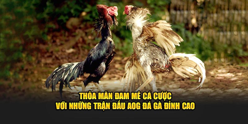 Thỏa mãn đam mê cá cược với những trận đấu AOG đá gà đỉnh cao