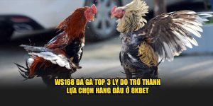 WS168 Đá Gà Top 3 Lý Do Trở Thành Lựa Chọn Hàng Đầu Ở 8KBET